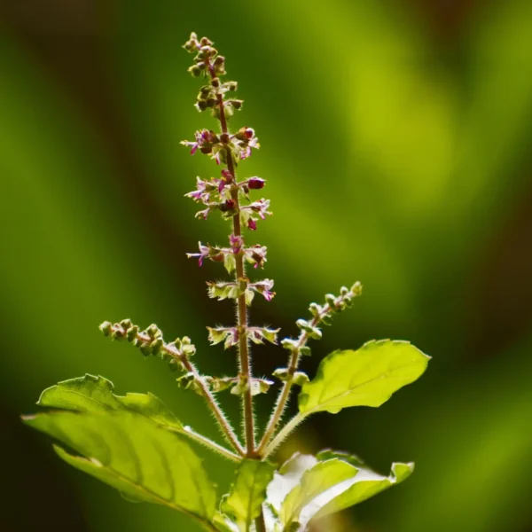 Semillas de Tulasi - Albahaca Sagrada